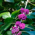native-plants-twinleaf