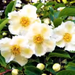 twinleaf-native-plants-03